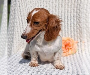Mother of the Dachshund puppies born on 07/05/2026