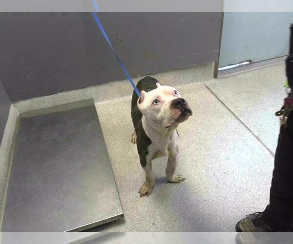 Medium Photo #1 American Staffordshire Terrier Puppy For Sale in Tallahassee, FL, USA