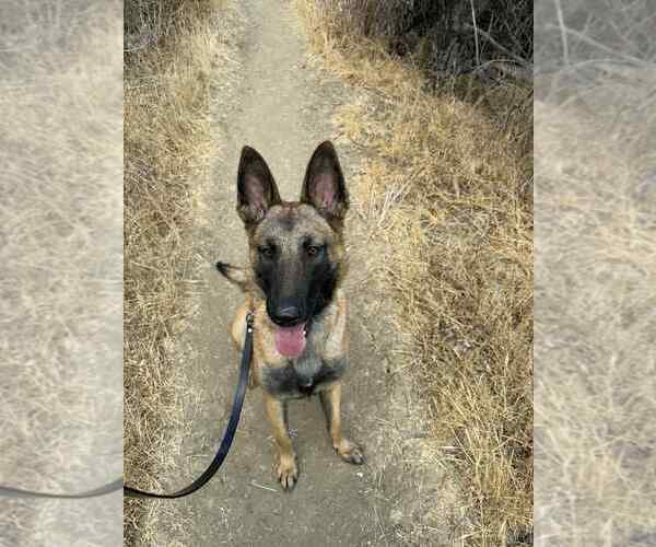 Medium Photo #2 Mutt Puppy For Sale in Imlay City, MI, USA