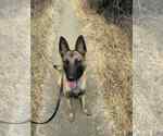 Small #1 Mutt