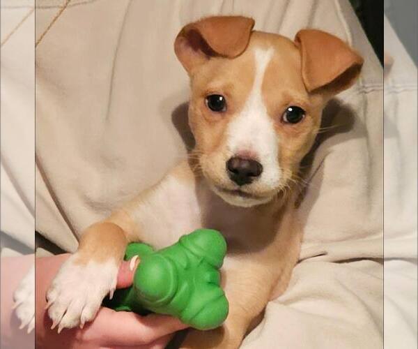 Medium Photo #1 American Staffordshire Terrier-Unknown Mix Puppy For Sale in New Oxford , PA, USA