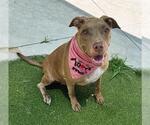 Small American Pit Bull Terrier