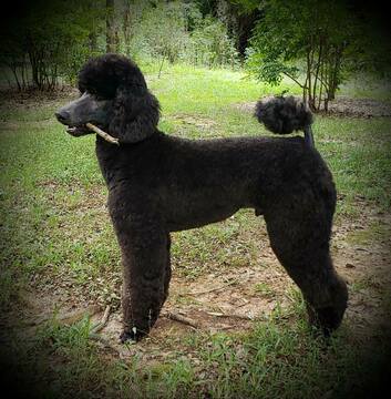 Medium Photo #1 Labradoodle Puppy For Sale in ARIEL, MS, USA