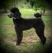 Small Photo #1 Labradoodle Puppy For Sale in ARIEL, MS, USA