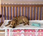 Small Mutt