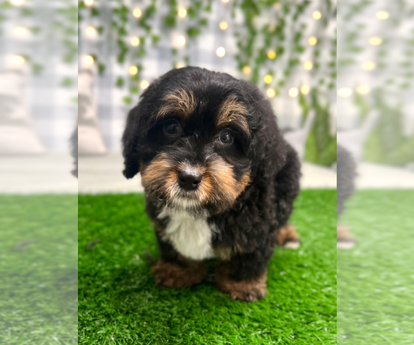 Medium Photo #1 Miniature Bernedoodle Puppy For Sale in MARIETTA, GA, USA