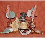 Puppy Yogi Chihuahua