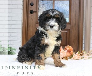 Cavapoo (Miniature) Puppy for sale in NARVON, PA, USA