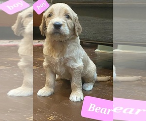 Goldendoodle Puppy for Sale in BALTIMORE, Maryland USA