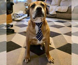 Boxer-Unknown Mix Dogs for adoption in New Oxford , PA, USA