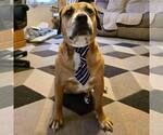 Small Photo #1  Puppy For Sale in , 