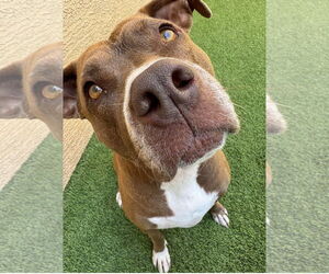 Medium American Pit Bull Terrier