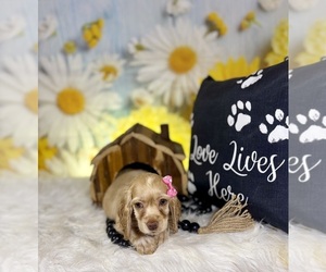 Cocker Spaniel Puppy for sale in RIPLEY, MS, USA
