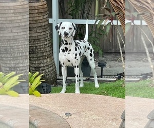 Mother of the Dalmatian puppies born on 04/03/2022