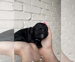 Puppy Dark purple Cock-A-Poo