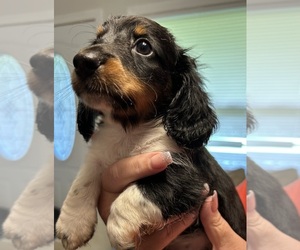 Dachshund Puppy for sale in RAMSEUR, NC, USA