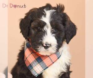 Bernedoodle Puppy for sale in MIFFLINBURG, PA, USA