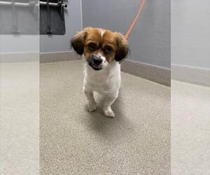 Cavalier King Charles Spaniel-Unknown Mix Dogs for adoption in Las Vegas, NV, USA