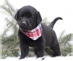 Small Photo #3 Labrottie Puppy For Sale in SHILOH, OH, USA