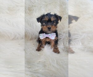 Yorkshire Terrier Puppy for sale in INDIANAPOLIS, IN, USA