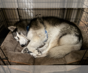 Togo - Female Siberian Husky Dog for Adoption - Photo #4
