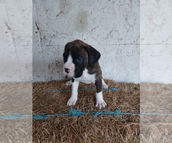 Medium Photo #1 Boxer Puppy For Sale in NILES, MI, USA