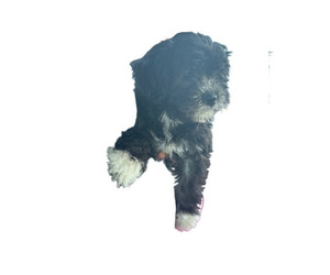 Shih-Poo-ShihPoo Mix Puppy for sale in DETROIT, MI, USA