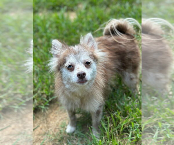 Medium Photo #2 Pomeranian-Unknown Mix Puppy For Sale in Pacolet, SC, USA