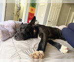 Small #4 American Pit Bull Terrier Mix