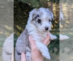 Puppy Thunder Aussiedoodle Miniature
