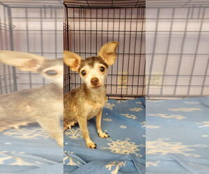 Chihuahua Dogs for adoption in Gloversville, NY, USA