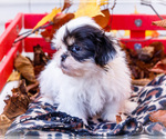 Small #15 Shih Tzu