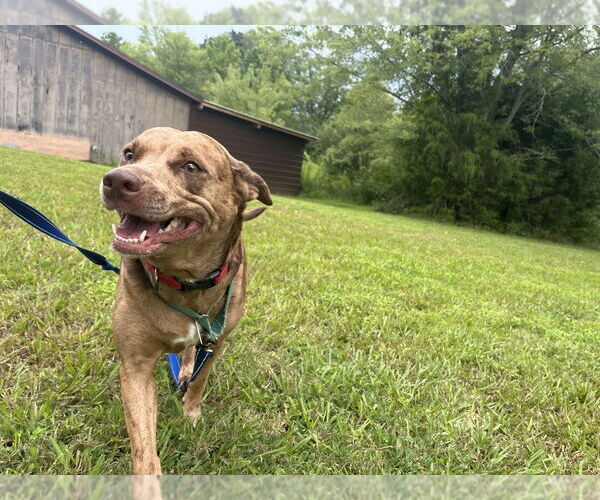 Medium Photo #3 Mutt Puppy For Sale in Candler, NC, USA
