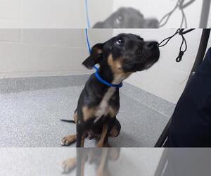 American Pit Bull Terrier-Unknown Mix Dogs for adoption in Pasadena, TX, USA