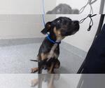 Small American Pit Bull Terrier Mix