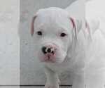 Puppy Shine American Bully-Bullypit Mix