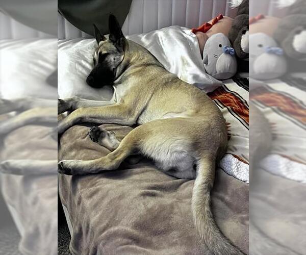 Medium Photo #1 German Shepherd Dog-Unknown Mix Puppy For Sale in Las Vegas, NV, USA