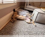 Small #3 Carolina Dog Mix