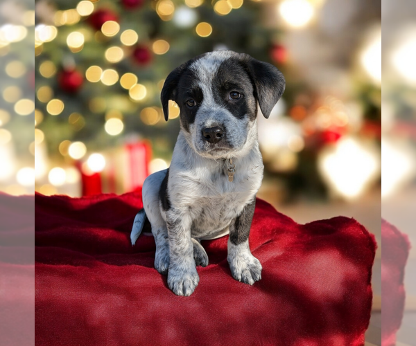 Medium Photo #16 Boxador Puppy For Sale in Vail, AZ, USA