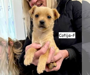 Mutt Dogs for adoption in GILBERTS, IL, USA