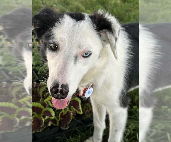 Medium Photo #8 Border Collie Puppy For Sale in Highland, IL, USA