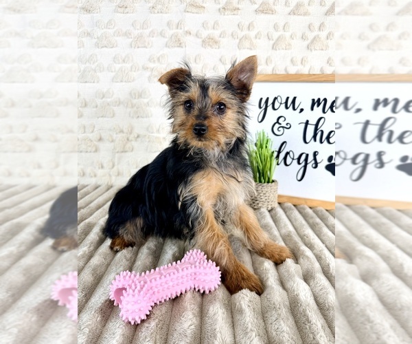 Medium Photo #4 Yorkshire Terrier Puppy For Sale in GREENFIELD, IN, USA