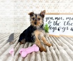 Small #3 Yorkshire Terrier