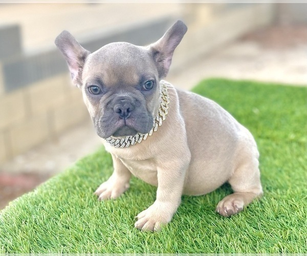 Medium Photo #9 French Bulldog Puppy For Sale in NASHVILLE, TN, USA