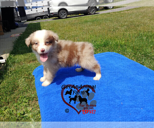 Medium Photo #3 Australian Shepherd Puppy For Sale in BLAND, VA, USA