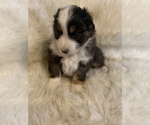Australian Shepherd Puppy for sale in BEECH GROVE, IN, USA