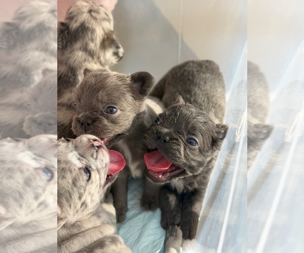Medium Photo #8 French Bulldog Puppy For Sale in NOGALES, AZ, USA