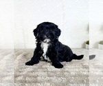 Small #3 ShihPoo