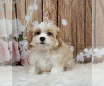 Small #1 Cavachon