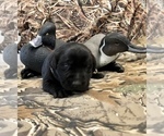 Small Photo #2 Labrador Retriever Puppy For Sale in ANGIER, NC, USA